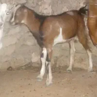 فروش گیسه نقشی و نری جفت باهم ۱۶۵۰۰ تکی فروشی هست