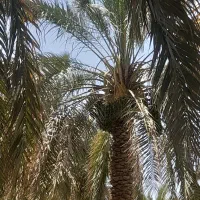 کارگر ساده