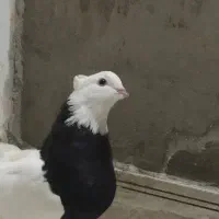 کبوتر گ م ش د ه