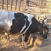 گاو ابستن قیمت ۲۰۰۰۰۰۰۰۰ دویست ملیون