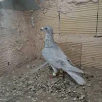کبوترپرنده الماسی نر قلدر