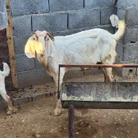 دوعد بز فروشی