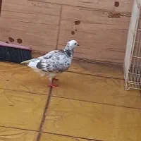 پرنده