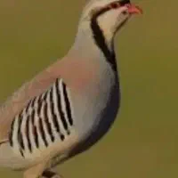 پرنده کبوتر مرغ قناری سهره