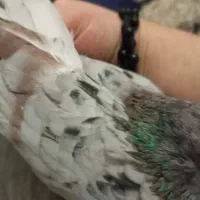چند تا کفتر همه یکی از یکی بهتر و همه تار قدیم