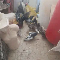 کفتر درجه یک