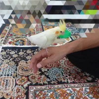 عروس هلندی فروشی