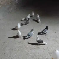 کفتر|پرنده|سیلاخور, |دیوار