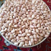 لوبیا تمیز امسال