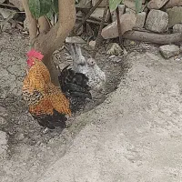 مرغ میناتوری