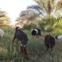 گوسفند