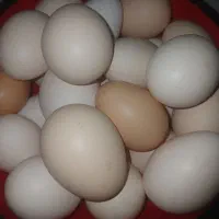 تخم مرغ محلی