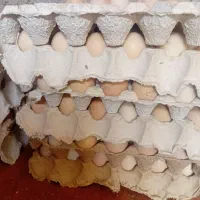 تخم مرغ محلی