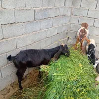 گیسه پاکستانی