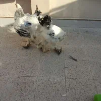 خروس برهما جوان