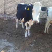 گاوسیمنال