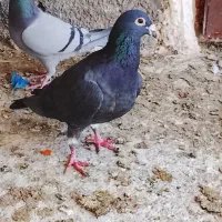 کفتر صید|پرنده|چناران, |دیوار