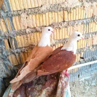 نروماده کله سفید