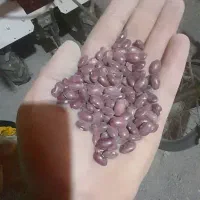 پخش لوبیا