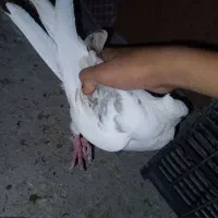 یک جفت کبوتر