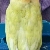 طوطی برزیلی  مولد