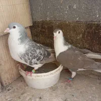 کفتر