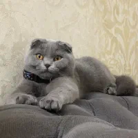 گربه اسکاتیش بلو