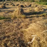 علف چین اول