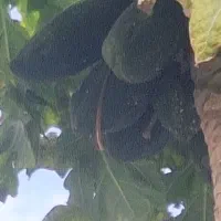 فارس جهرم