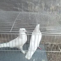 فروش کبوتر