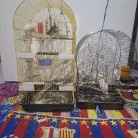 عروس هلندی