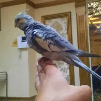 جوجه عروس هلندی سه هفته ای تا ۶ ماه