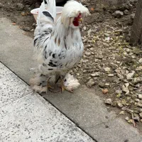 گروه خرید فروش انواع مرغ خروس پرندگان در روبیکا