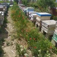فروش تعدادی زنبور عسل