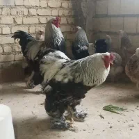 خروس برهمای غول‌ پیکر