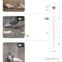 کبوتر