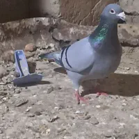 ۱۵۰۰|پرنده|درگز, |دیوار