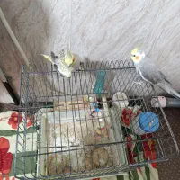 عروس هلندی