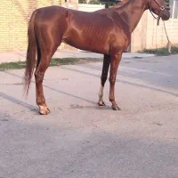 نریان ترکمن ۳سال