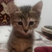 گربه بریتیش