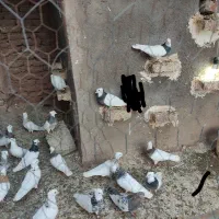 طوقی