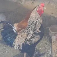 مرغ خروس با جوجه