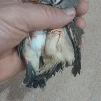 کینگ