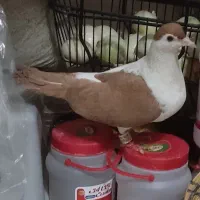 راست زرد ماده