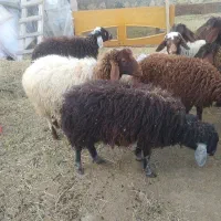 گوسفند توخلی نر