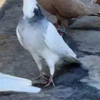 ۶تاکبوتر