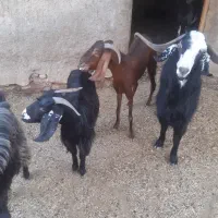 فروش انواع بز ، بزغاله نر و ماده (کیلویی دام زنده)