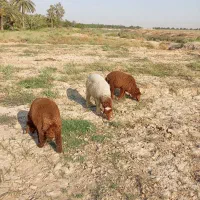 بره ماده پرگوشت
