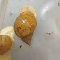 حلزون تک وعمده فروشی