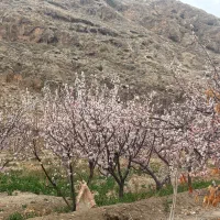 فروش زمین چشمه علی دامغان